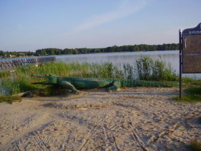 Jezioro Białe - krokodyl